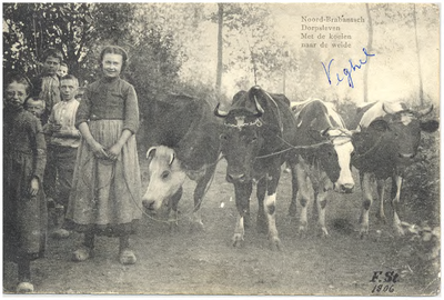 18382 Het brengen van de koeien naar de weide ten behoeve van het weiden, 1906