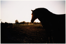 125036 Paarden in een weiland aan de Voorterweg in Budel, 2003