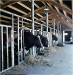 255281 Koeien in een stal, 1955 - 1965