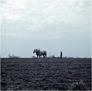257497 Agrarische omgeving: boer met paarden ploegen het land, 1955 - 1965