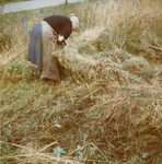 241201 Het binden van rogge door Sjo Pol, 1966