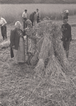 241209 Het opzetten van de korenschoven, 1965