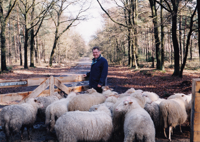 242352 Wethouders W. Gloudemans met een kudde schapen nabij het Langven, 01-03-2002