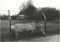 134 Aalsterweg, een paard in de wei voor hoeve Kortonjo, 1979