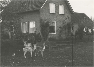 692 Een boerderij met hertenkamp aan het Aanschot, 1978