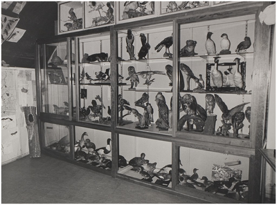 69400 Interieur vogeltjesmuseum, 06-04-1977