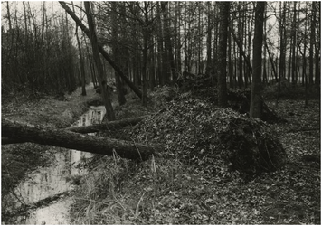 193215 Serie van 4 foto's betreffende het natuurgebied Lage Heide. Beek en ontwortelde bomen, 04-04-1973