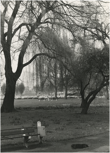 193657 Dommelplantsoen gezien richting het gebouw van de Technische Dienst aan het Frederik van Eedenplein, 03-1980