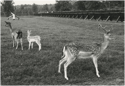 193800 Serie van 3 foto betreffende het Philips van Lenneppark: het hertenkamp, 05-1977