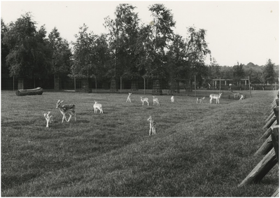 193801 Serie van 3 foto betreffende het Philips van Lenneppark: de roedel herten in het hertenkamp, 05-1977
