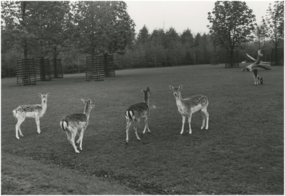 193802 Serie van 3 foto betreffende het Philips van Lenneppark: het hertenkamp, 05-1977