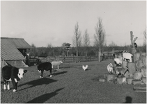 193805 Philips van Lenneppark: de kinderboerderij, 1972