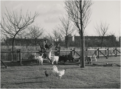 193807 Het voeren van dieren op de kinderboerderij in het Philips van Lenneppark, 1972