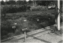 193843 Serie van 5 foto's betreffende de tuinen in het Philips van Lenneppark. De heidetuin, 1978