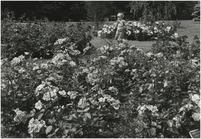 193845 Serie van 5 foto's betreffende de tuinen in het Philips van Lenneppark. De rozentuin, 1978