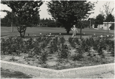 193848 Serie van 5 foto's betreffende de tuinen in het Philips van Lenneppark. De rozentuin, 1978