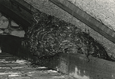198737 Het te verwijderen wespennest op een zolder, 30-09-1970