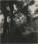 270302 Natuuromgeving: stukje bosgebied nabij Kasteel Heeze, 1945 - 1955