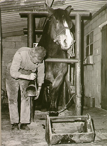 1682 Het beslaan van een paard: Gerardus Wilhelmus Verhoeven in de hoefstal, ca. 1965