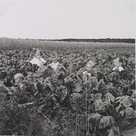 4251 Verstoppertje spelen in koolveld achter de boerderij, kinderen v.l.n.r. Mark Spoorenberg, N.N., Jan Spoorenberg ...