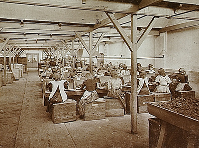 4363 Productieproces in een sigarenfabriek: Stripperij oud gebouw, 1905