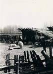7604 Prehistorisch Openluchtmuseum: veekraal met Kempische schapen, 04-1987