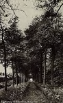 8859 Een buitenlaan nabij het kasteel Eckart aan de Nuenenseweg un Eindhoven, 1950