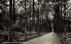 8864 De oprijlaan van het kasteel Eckart aan de Nuenenseweg in Eindhoven, ook wel bekend als St.Jozefdal, 'n ...