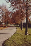 8994 De voormalige Koudenhovenseweg, de oude weg was met kinderkopjes belegd en met rode beuken aan weerszijden beplant, 1980