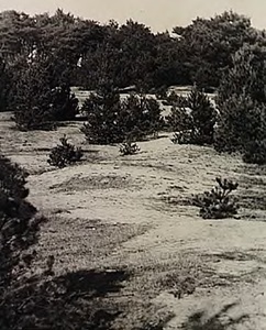 21477 Zandduinen en bos op Oirschotse heide, ca. 1975