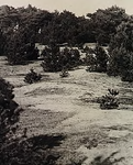 21477 Zandduinen en bos op Oirschotse heide, ca. 1975