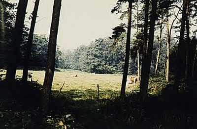 21485 Weiland omringd door bos in de Mortelen, ca. 1990