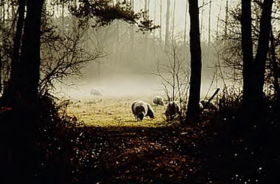 21486 Oochtendnevel boven weiland met schapen in de Mortelen, ca. 1990