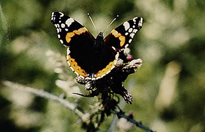 21490 Atalantavlinder, gefotografeerd in de Mortelen, ca. 1990