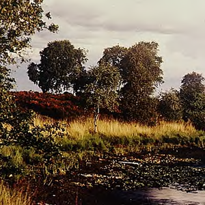 21491 Heidelandschap nabij Oirschot, ca. 1990