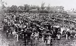 22297 Brabantse Land en Tuinbouwtentoonstelling van de NCB, 4-27 sept. 1932 Overzicht van de veekeuring, 24-09-1932 - ...