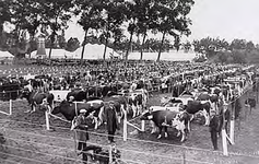 22298 Brabantse Land en Tuinbouwtentoonstelling van de NCB, 24-27 sept. 1932 Overzicht van de veekeuring, 24-09-1932 - ...