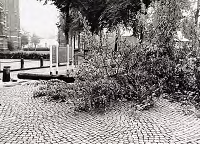 22339 Vandaal heeft 4 lindebomen op Markt omgezaagd, 22-09-1994