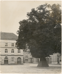 29624 De lindeboom op de noordzijde van de Markt, met op de achtergrond de tekenschool, ca. 1900