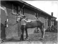 128352 Manege: Het borstelen van een paard, 22-09-1937