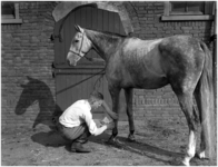 128428 Manege. Een paard krijgt bondage, 22-09-1937
