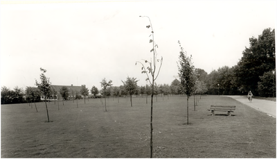 129429 Plantsoen Heerseweg, gezien in de richting van de 'Westervelden', 1970