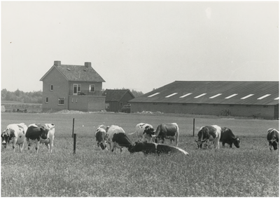 130306 Agrarische omgeving: achteraanzicht boerderij Henk Smits, Turfweg 19, 1960 - 1970