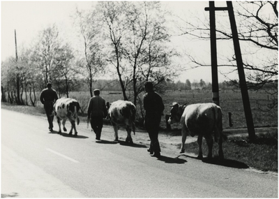 130329 Volmolenweg, boeren met koeien, 1966 - 1970