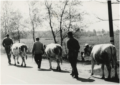 130506 Boeren op weg met hun koeien, 1960 - 1970