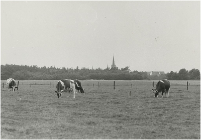 130534 Agrarische omgeving: Weiland met grazende koeien, op de achtergrond R.K. kerk St. Jan de Doper van Oerle, 1955 - 1965