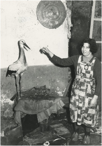 130566 Mevrouw Miet Verhees met hun tamme ooievaar, 1955 - 1965