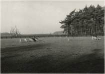 130567 Agrarische omgeving: Kinderboerderij, 1965 - 1975