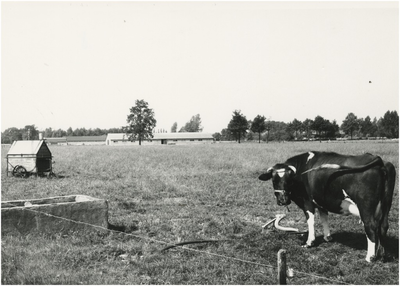 130756 Agrarische omgeving: weiland met koe bij drinkbak, 1975 - 1985