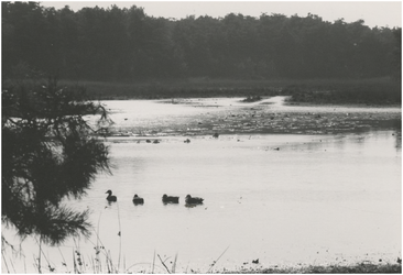 130775 Natuuromgeving de Vlasrood: ven met eentjes, 10-1979